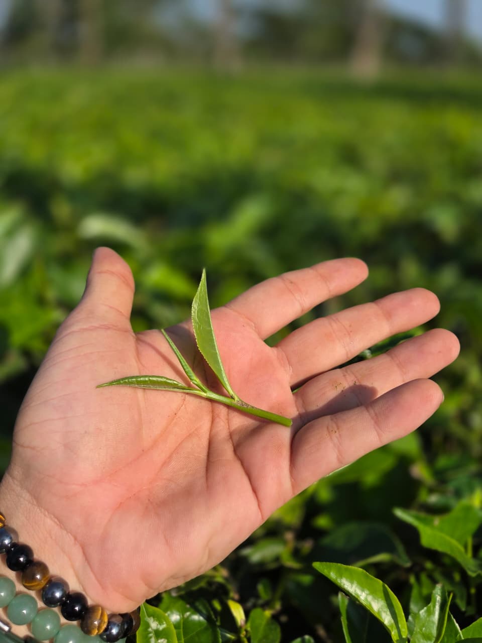 Fresh Assam CTC- Single Origin