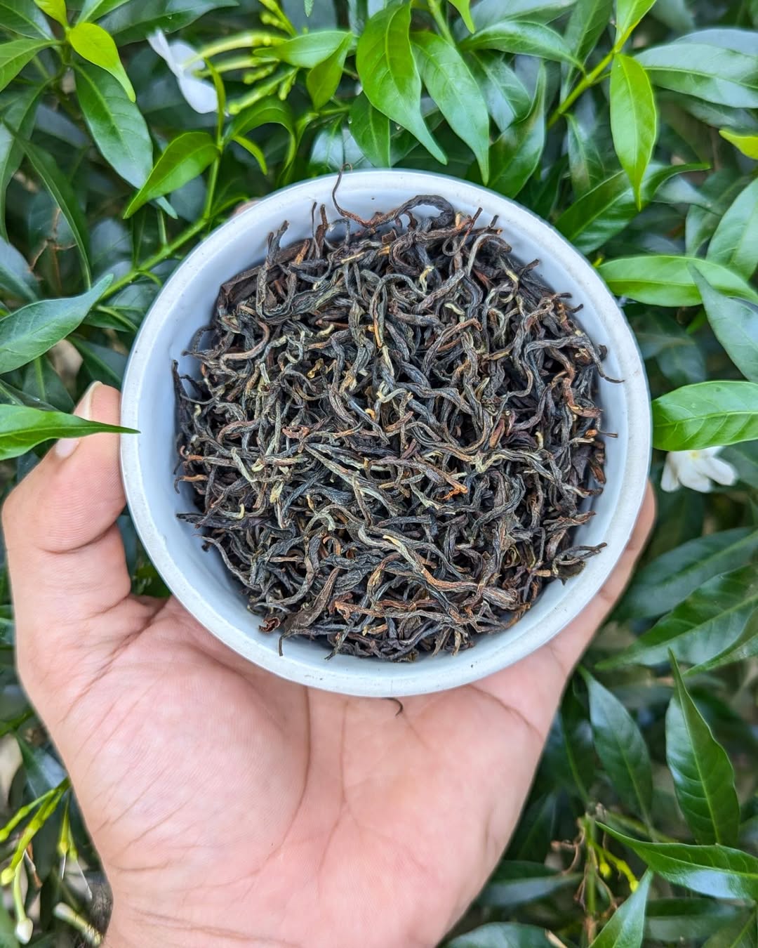 Golden Twirl Organic Black Tea