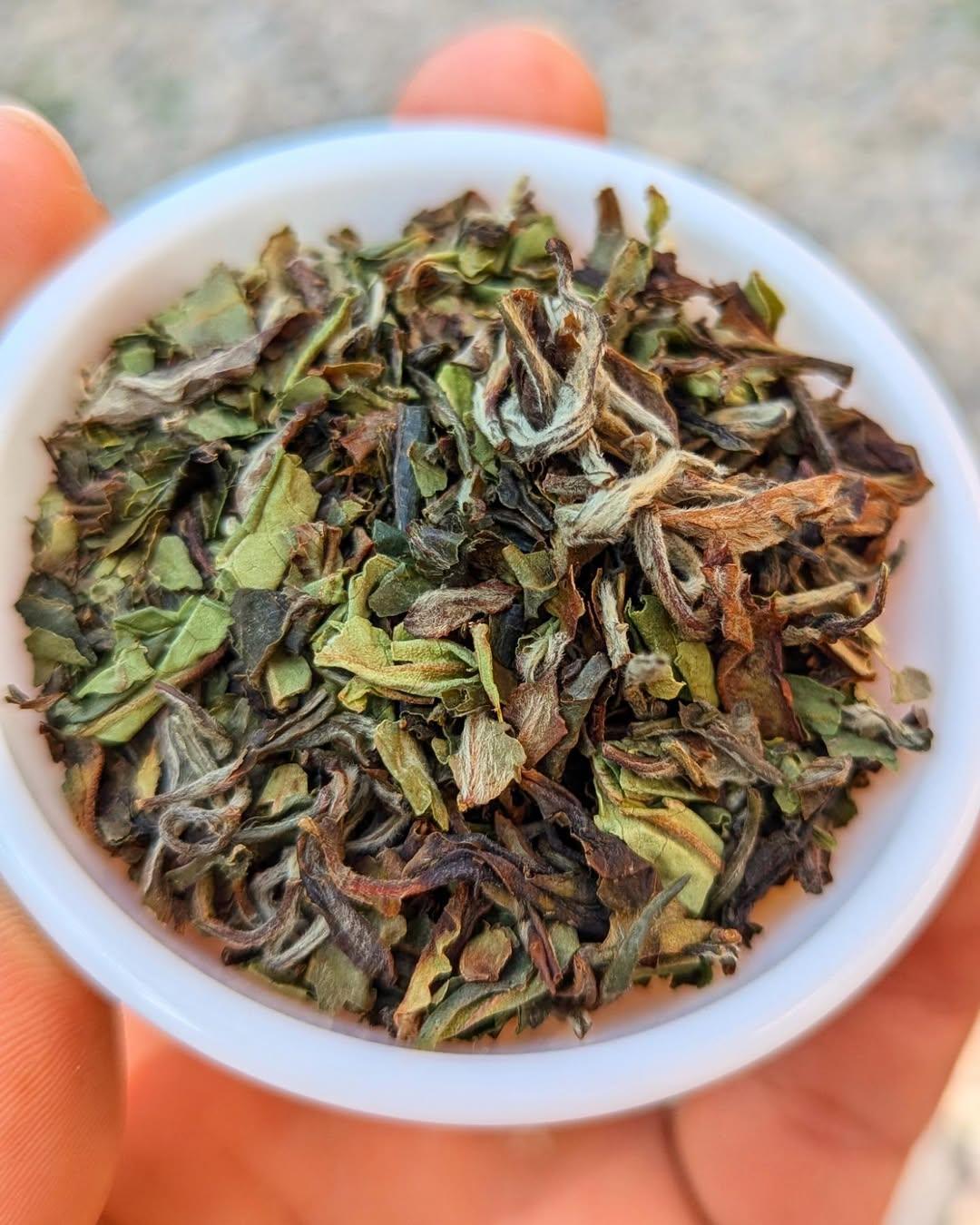 First Pick Organic White Tea