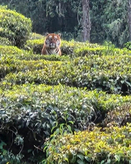 A Majestic Encounter: Tiger Spotted at Orangajuli Tea Estate!