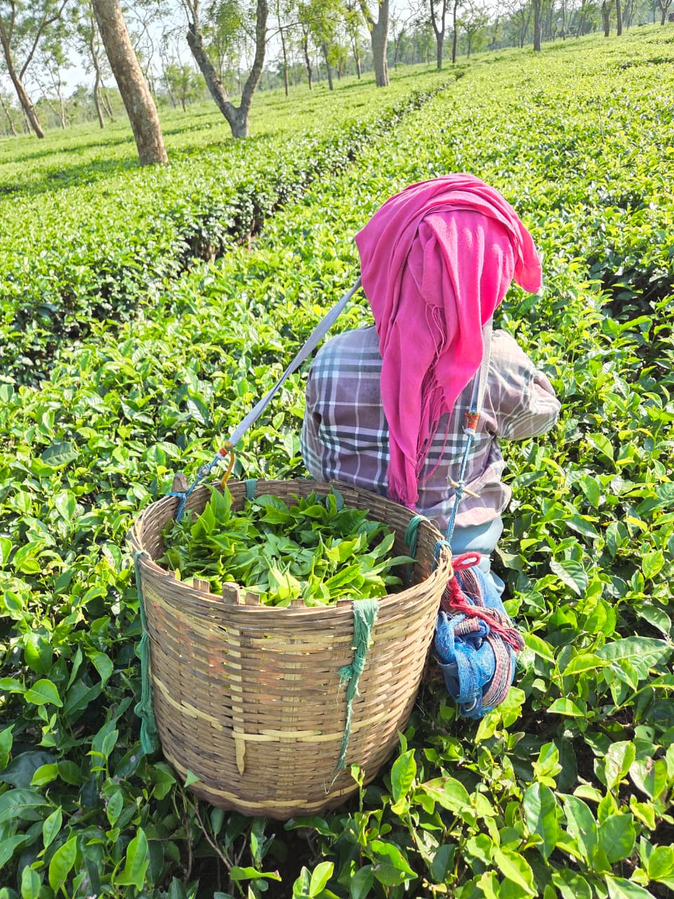 Fresh Assam CTC- Single Origin