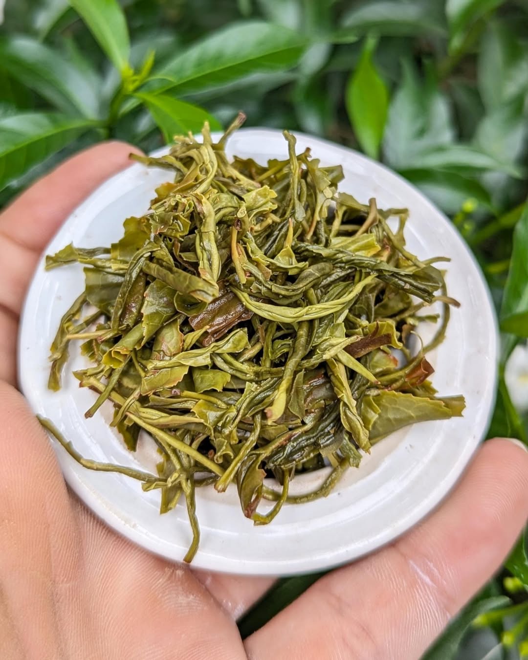 Green Twirl Organic Green Tea