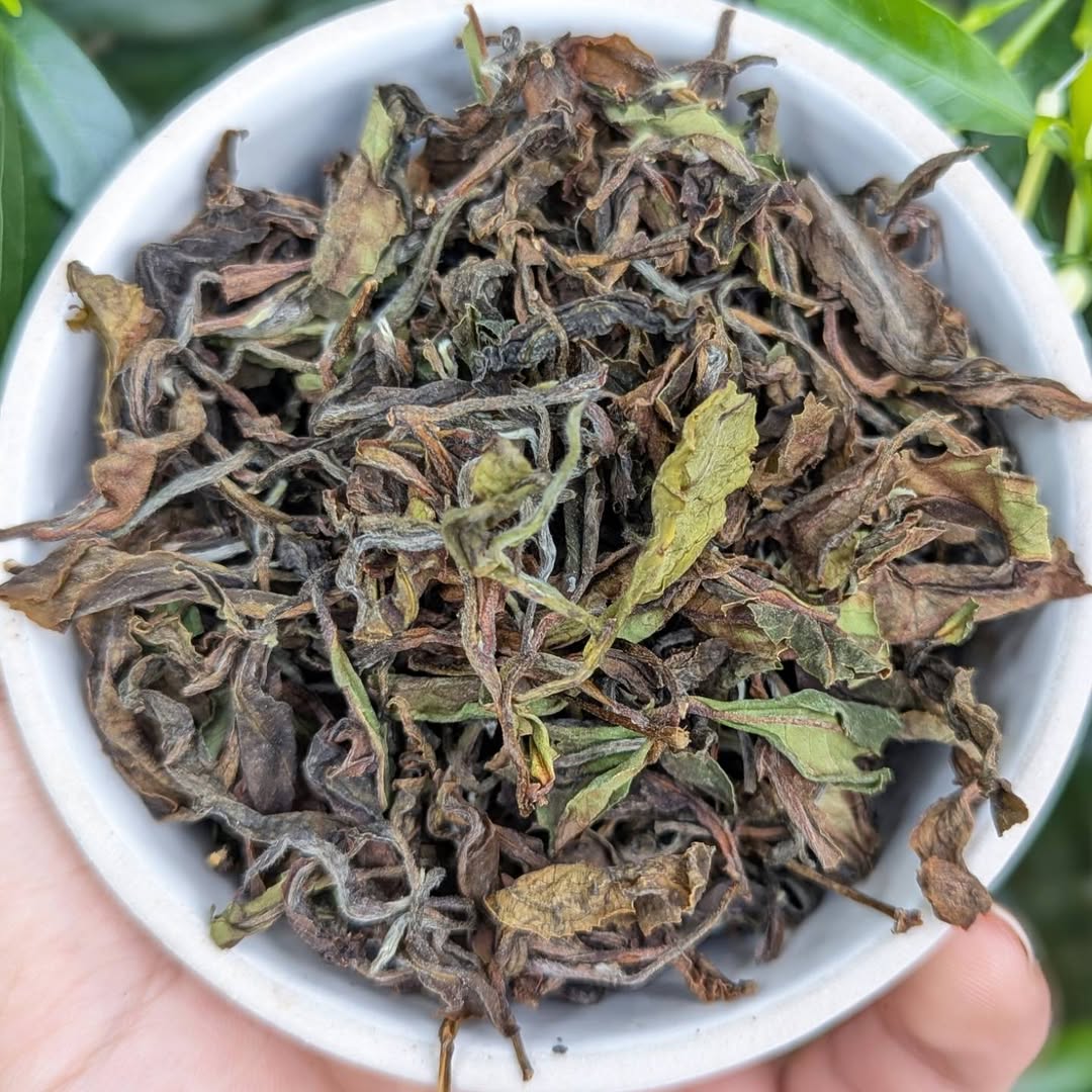 Vintage Green Oolong Tea – Premium Handcrafted Oolong