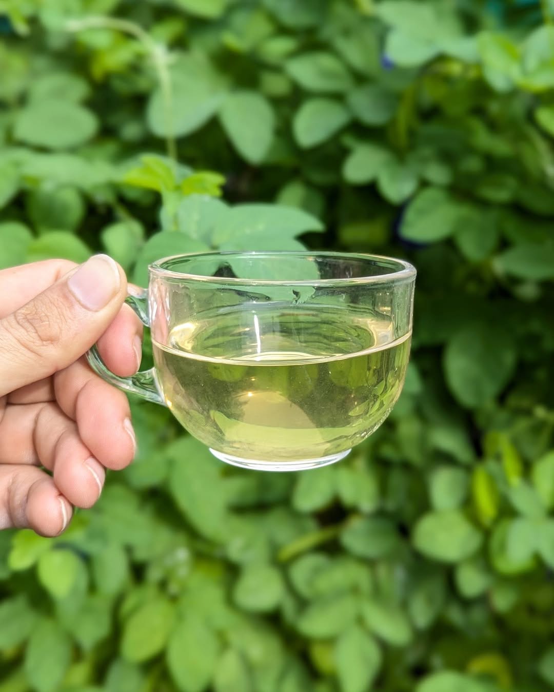 Green Twirl Organic Green Tea