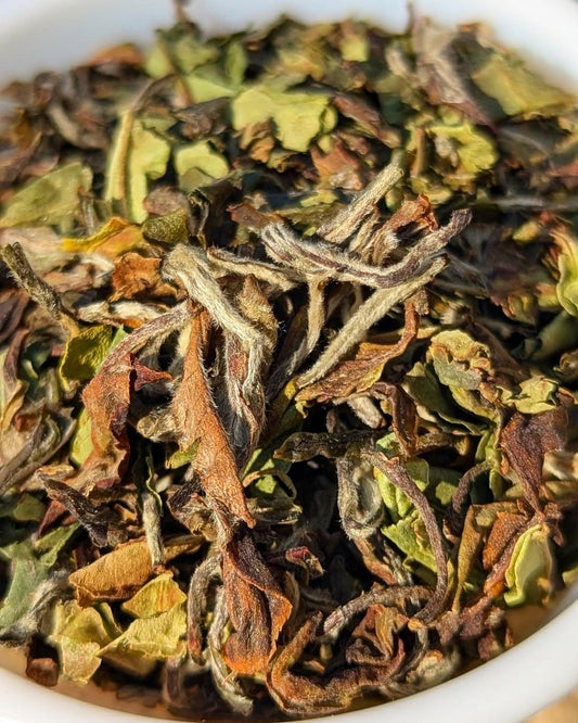 First Pick Organic White Tea