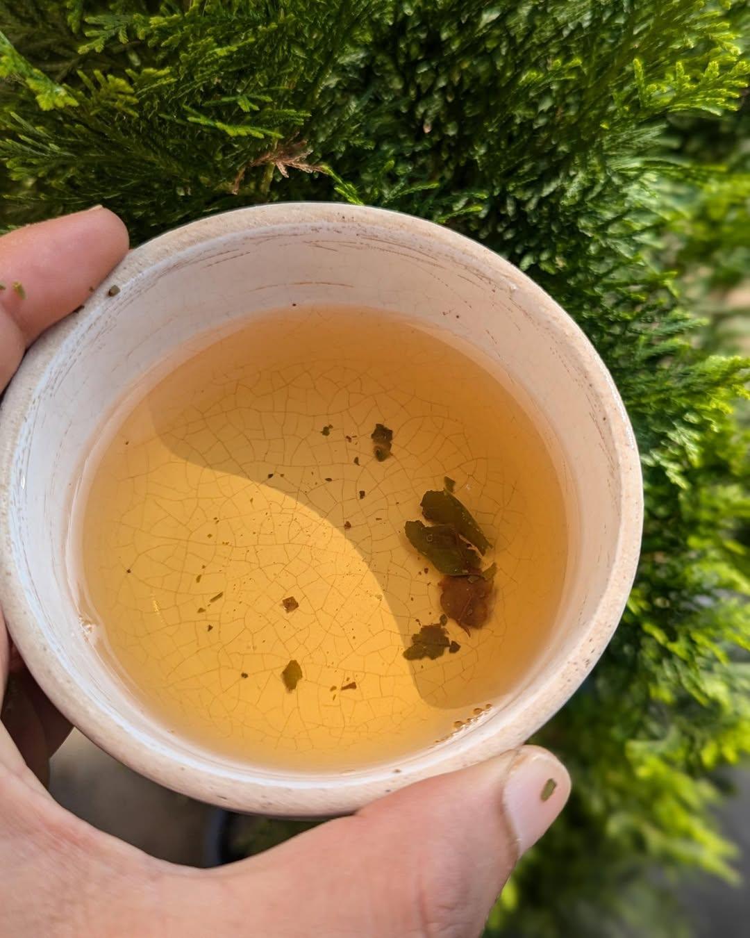 First Pick Organic White Tea