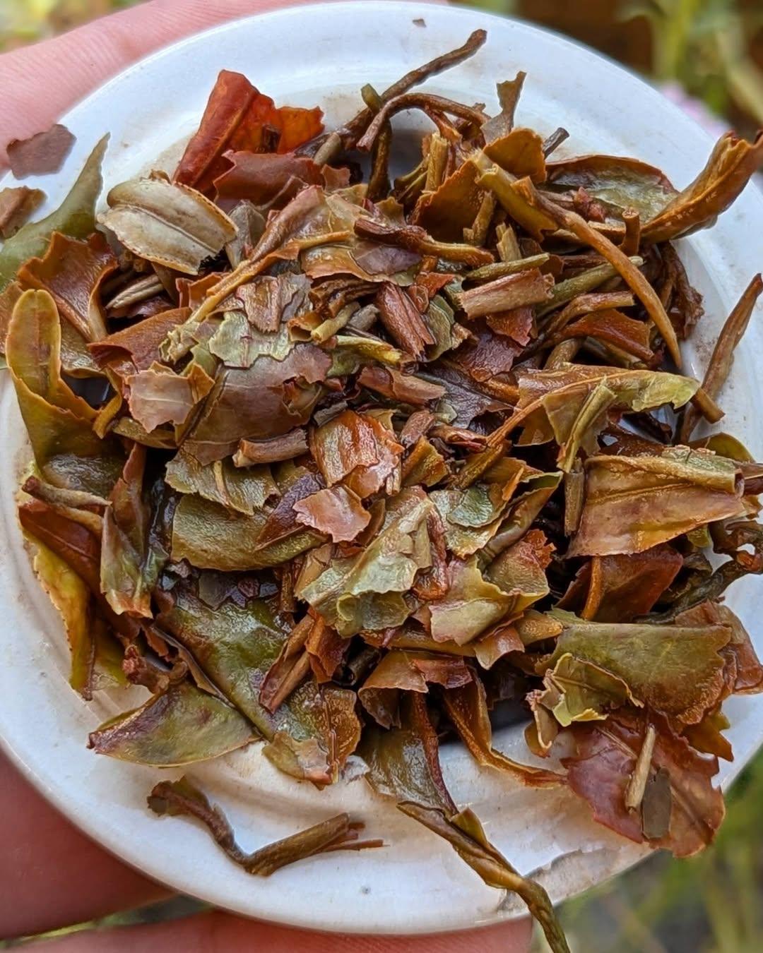 Silver Tips Oolong