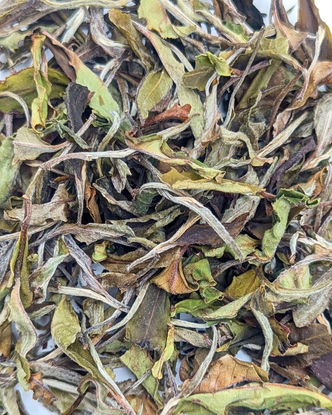 White Peony (Baimudan)