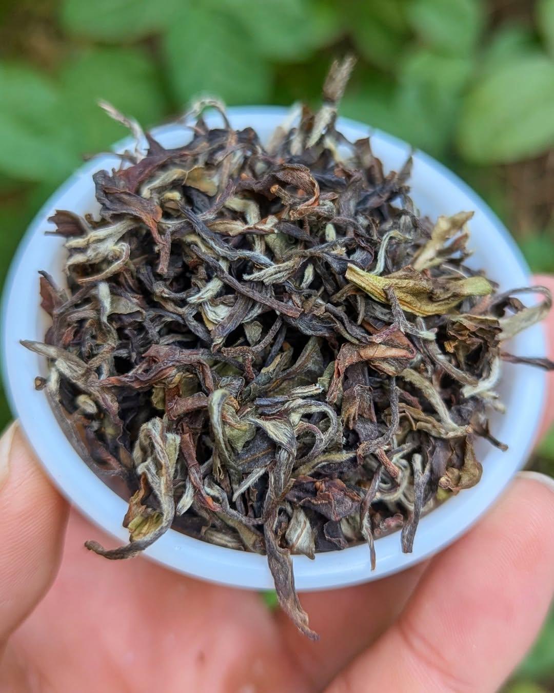 Silver Yutaka
