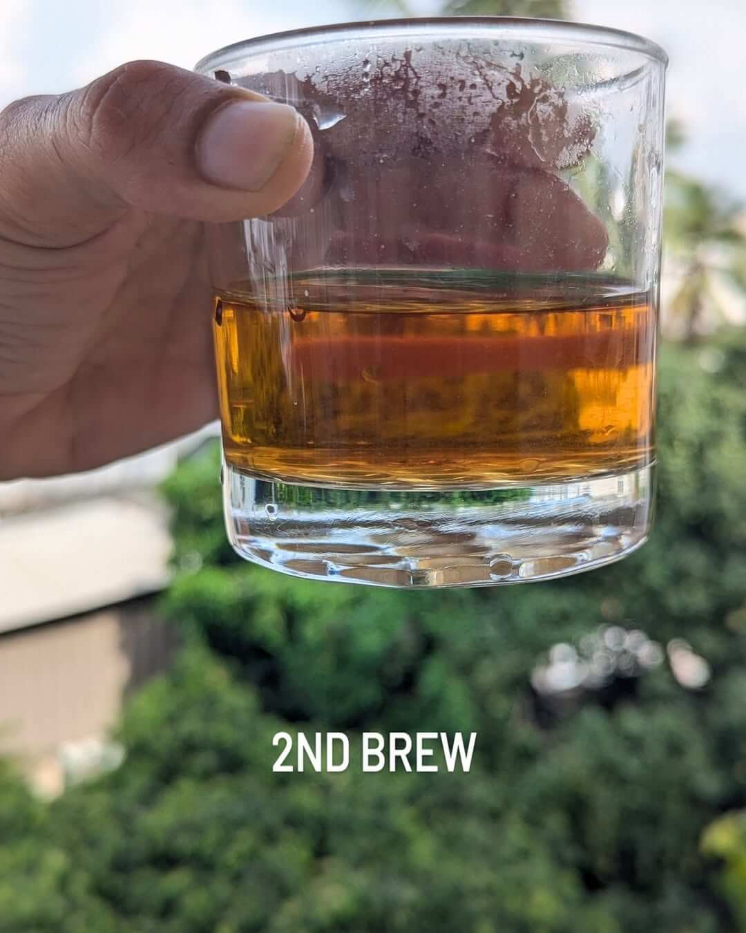 Second brew of organic black tea in a glass with lush greenery in the background.