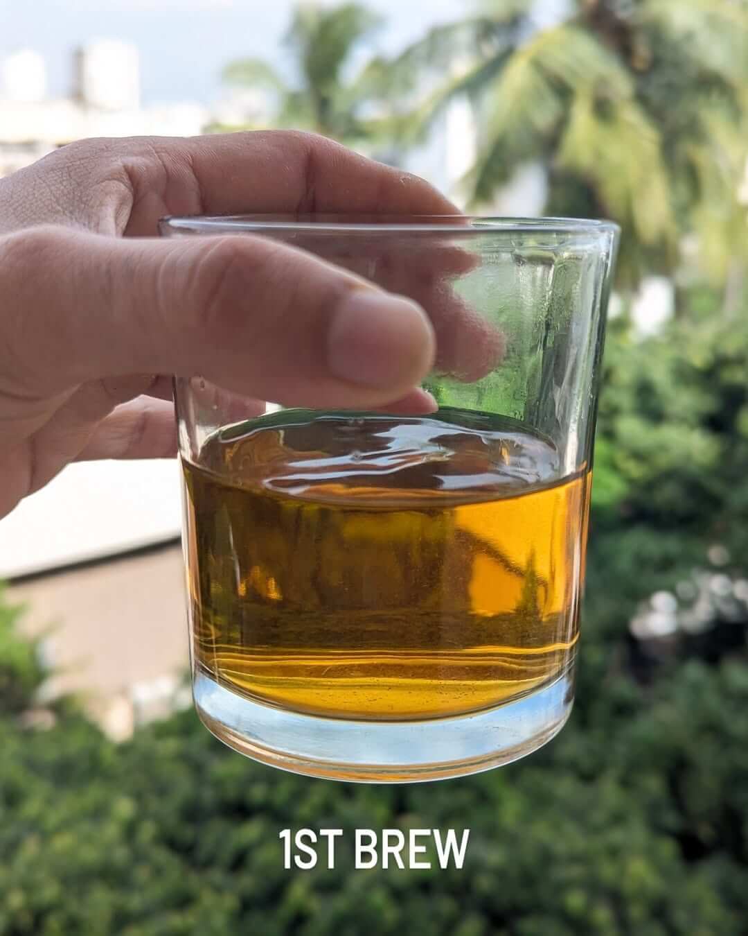 Glass of 1st brew organic black tea, showcasing its golden hue against a lush green backdrop.