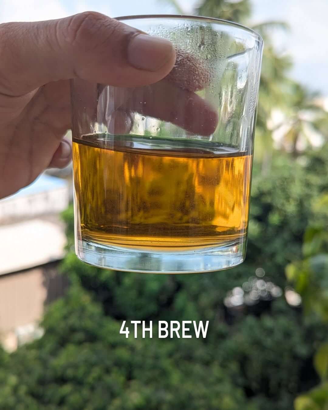 Fourth brew of organic tea in a glass, showcasing its rich amber color against a green backdrop.