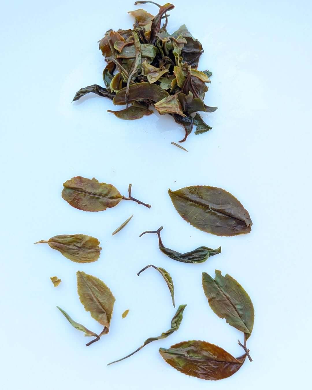 Organic Arunachal AV1 Handcrafted Organic White Tea