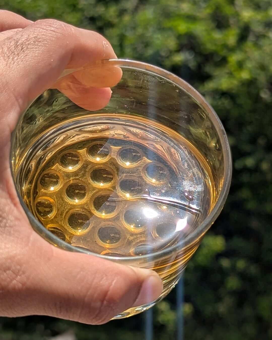 Hand holding a glass of golden Aambari AV2 Organic First Flush Black Tea with a textured base.