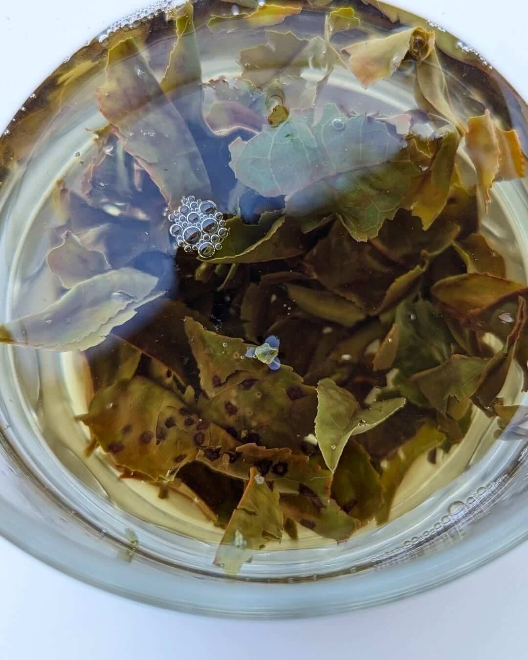 Bug-Bitten Organic Tea