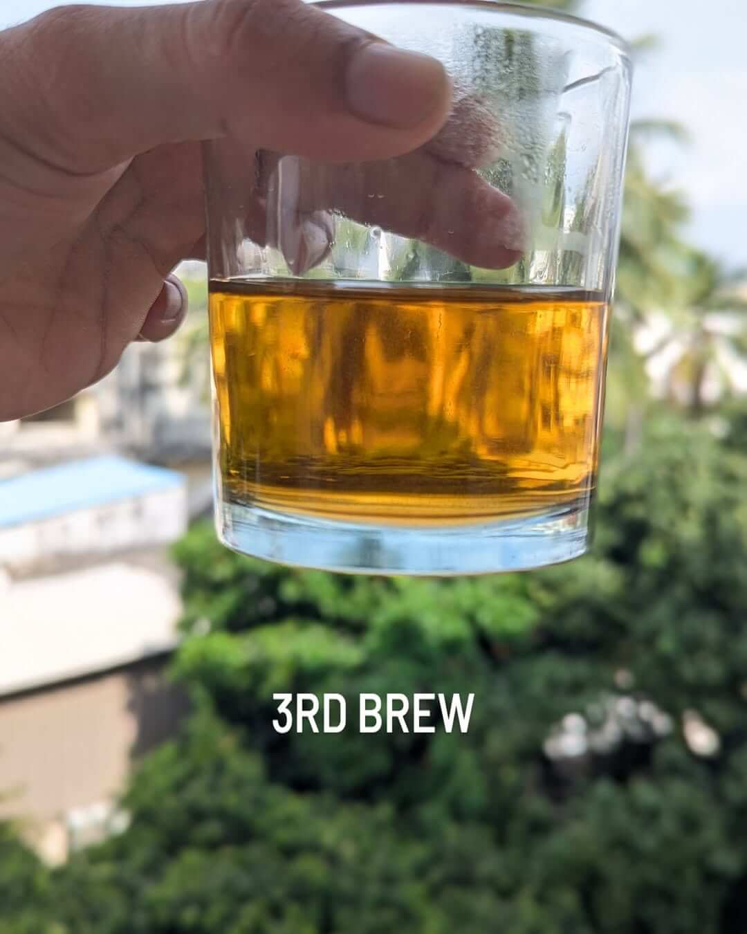 Hand holding a glass of third brew tea against a green outdoor backdrop.