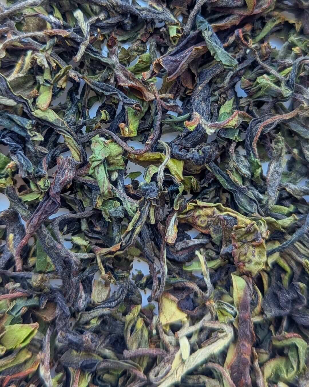 Bug-Bitten Organic Tea