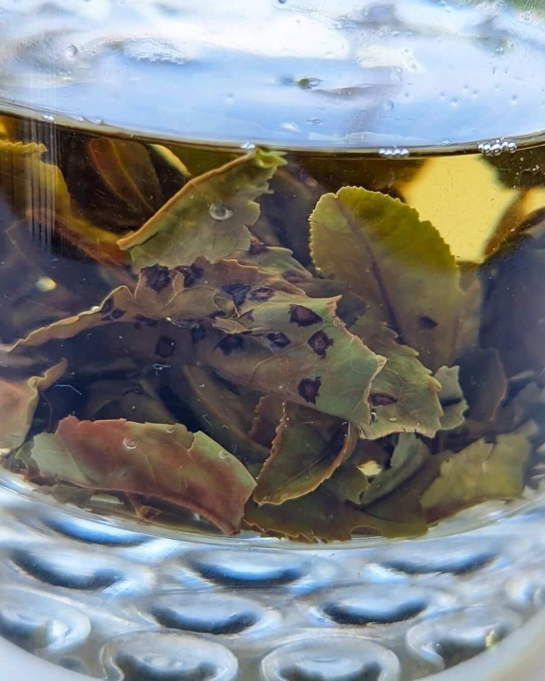 Bug-Bitten Organic Tea