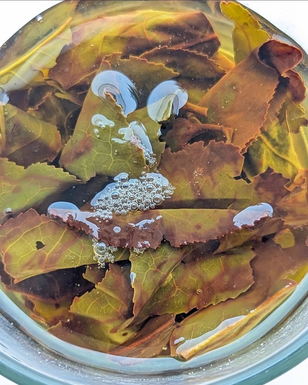 Otucha Oolong
