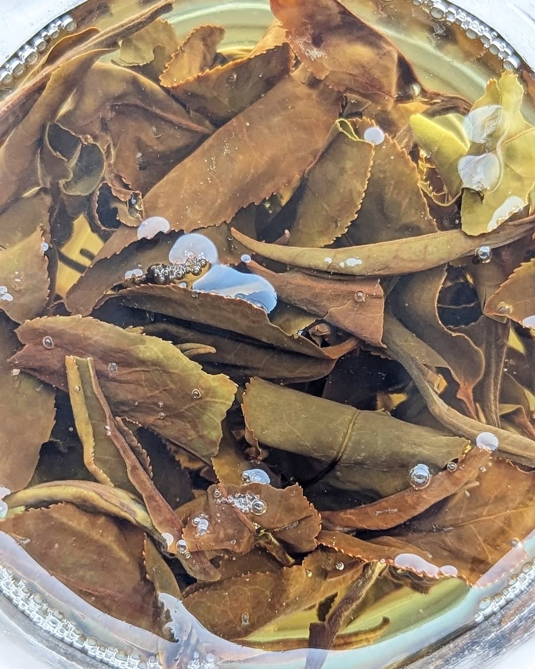 Otucha White Tea | Limited Experimental Batch