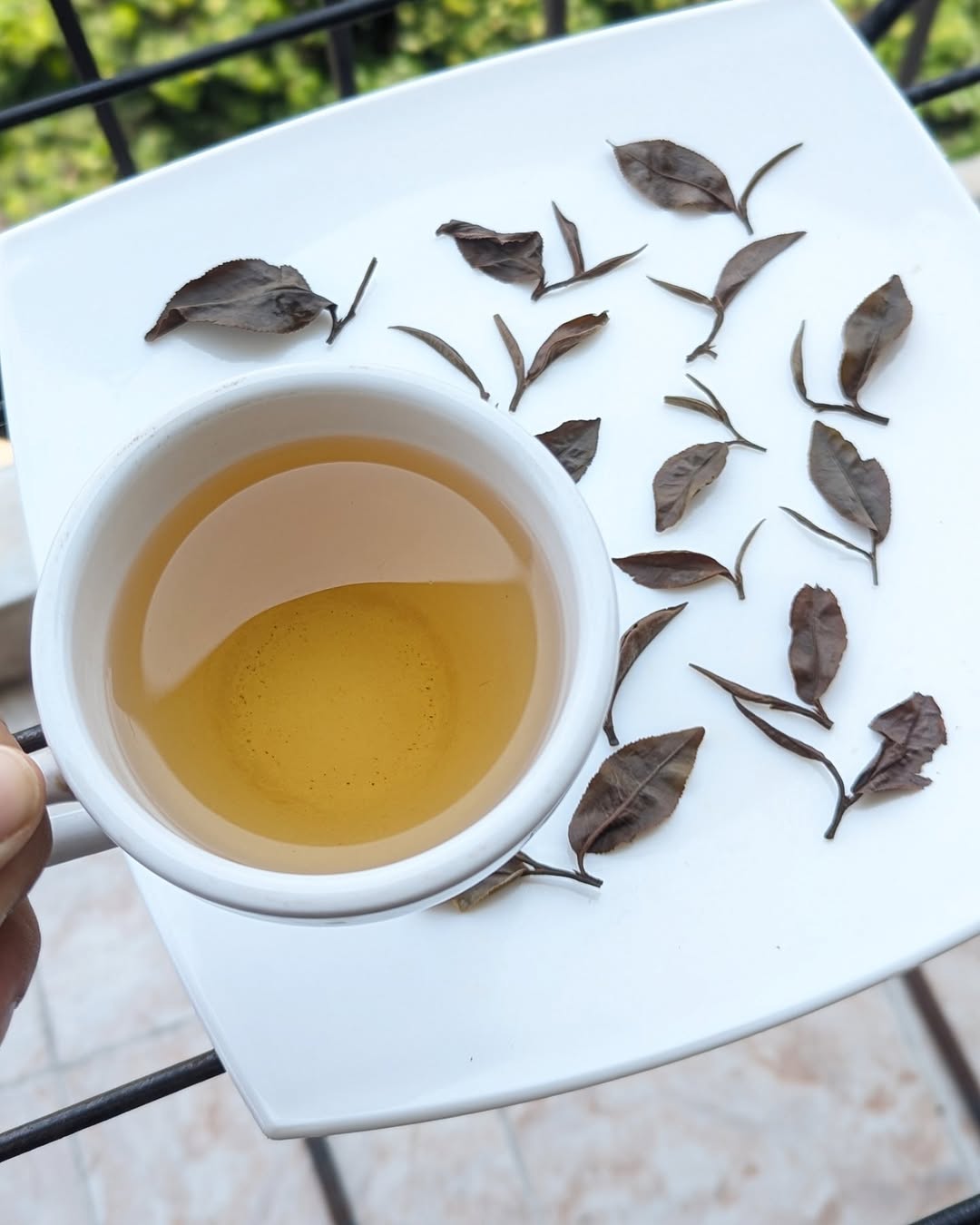 Otucha White Tea | Limited Experimental Batch