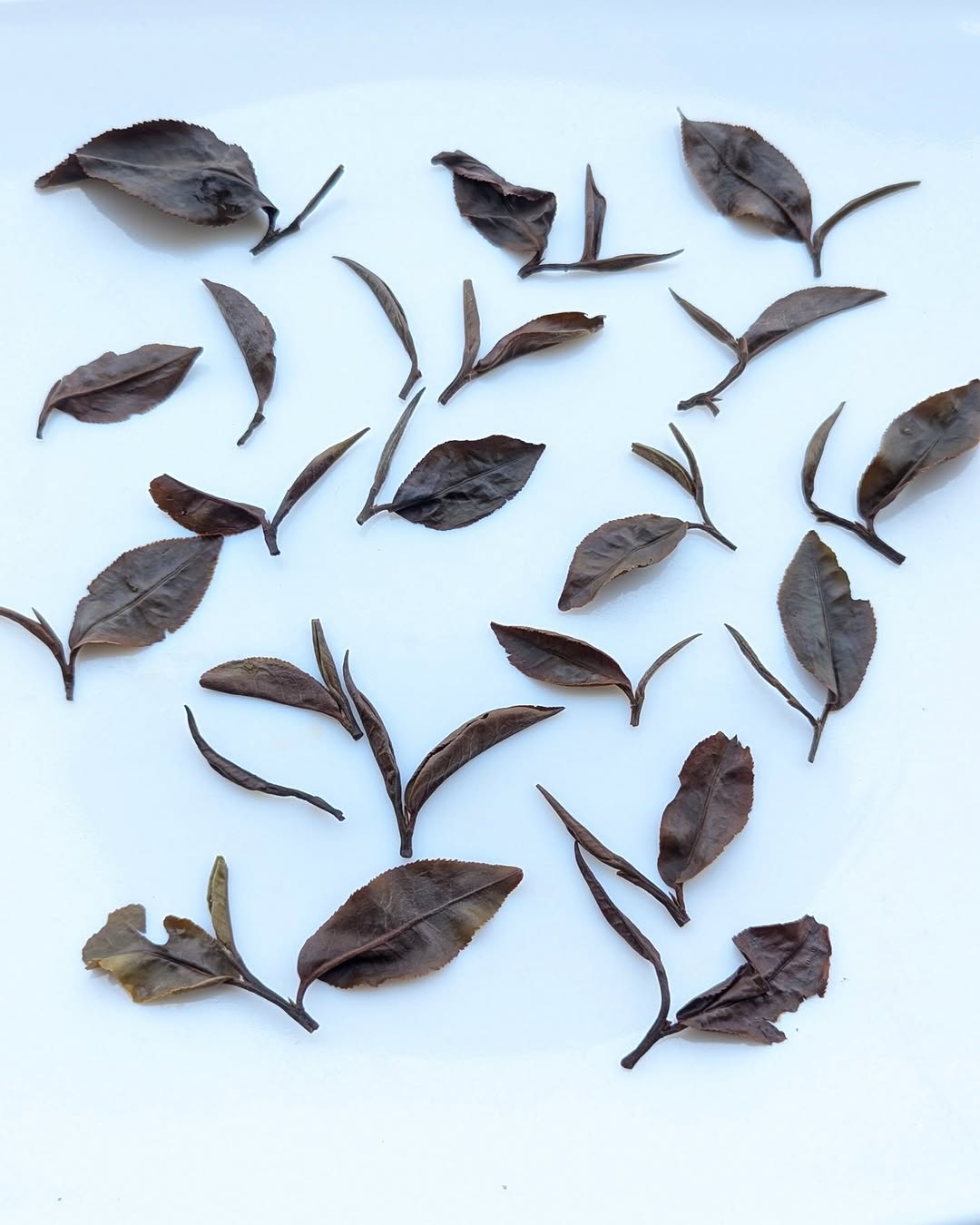 Otucha White Tea | Limited Experimental Batch