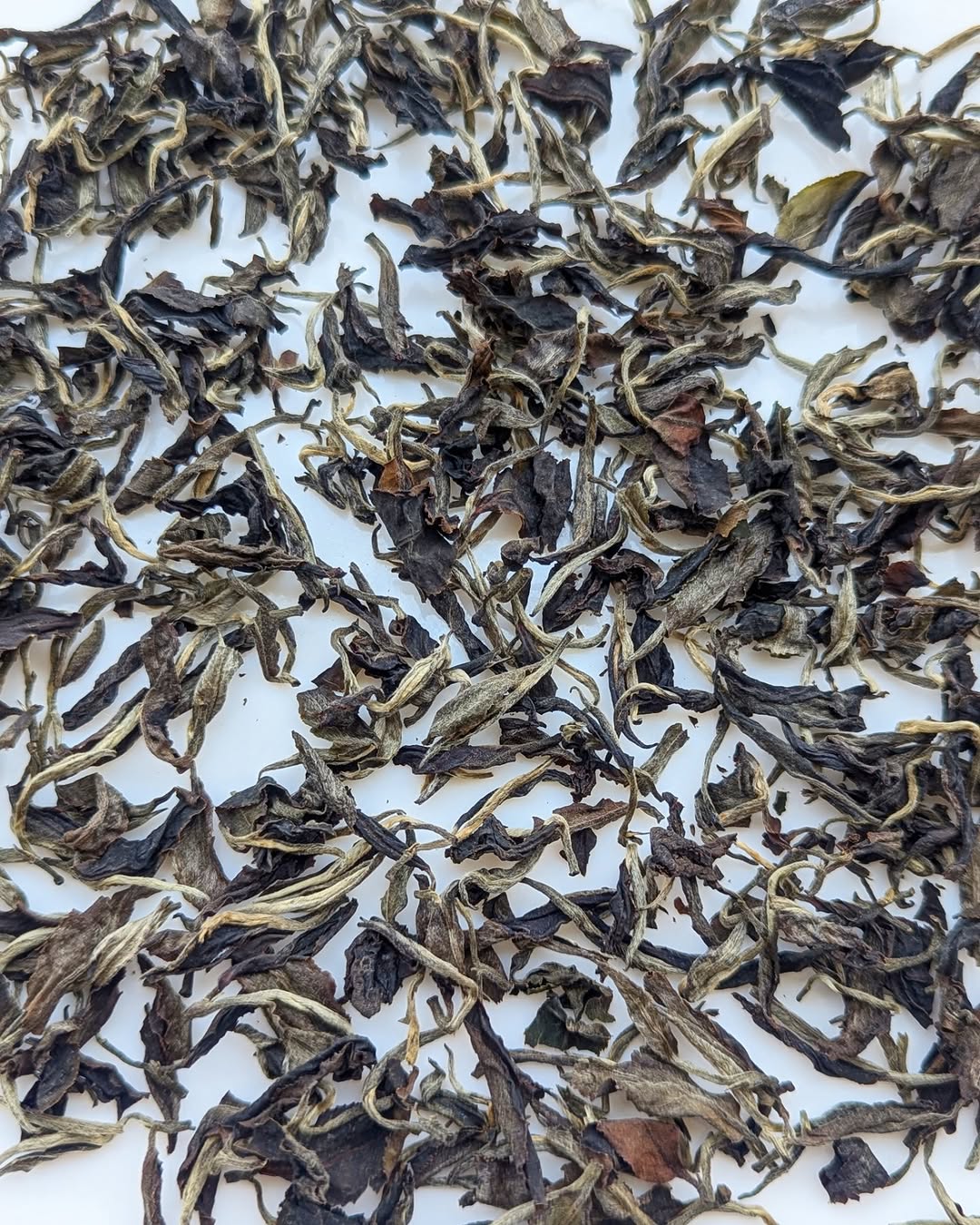 Otucha White Tea | Limited Experimental Batch